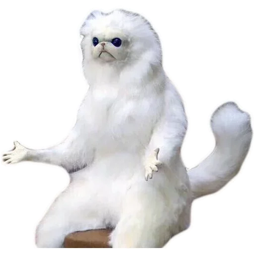 животное домашняя кошка кошачьи