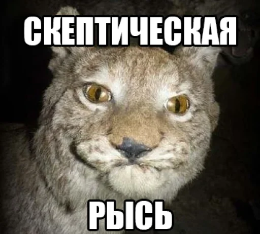 животное млекопитающее кошка