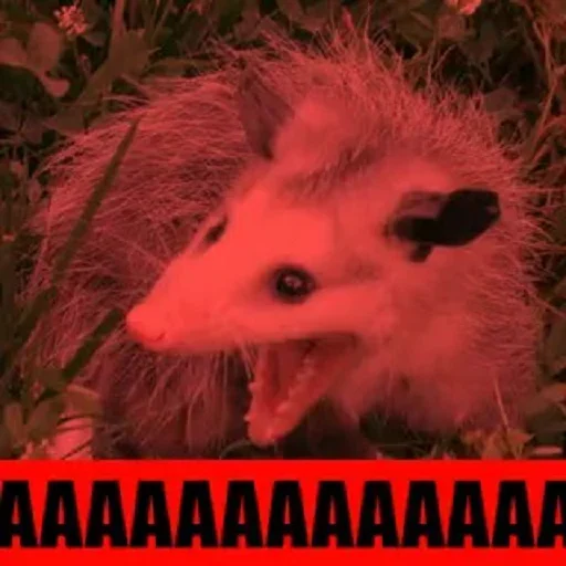 млекопитающее животное СМС