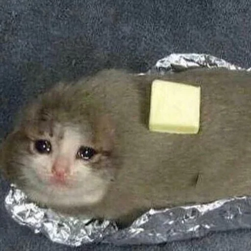 млекопитающее животное кошки малого и среднего размера