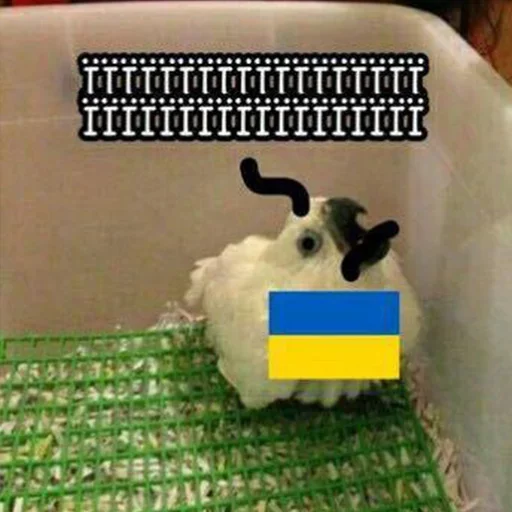 млекопитающее кролик кролики и зайцы