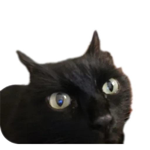 Пушистики - 