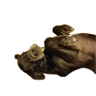 Стикер Пушистики - 9