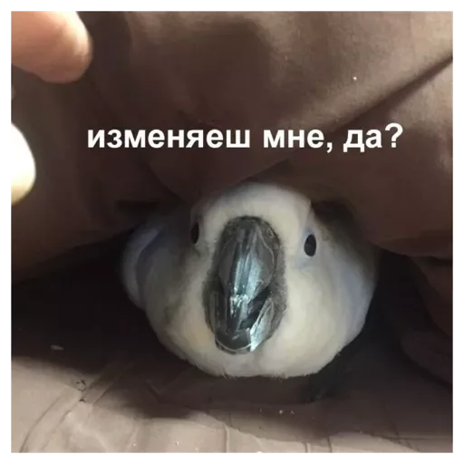 Стикер Rrotpero - 1