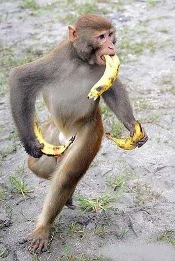 Sticker RuYLZup_by_achestickbot - 1