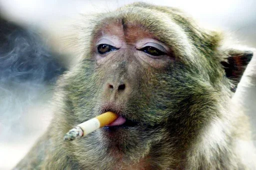 Sticker RuYLZup_by_achestickbot - 1