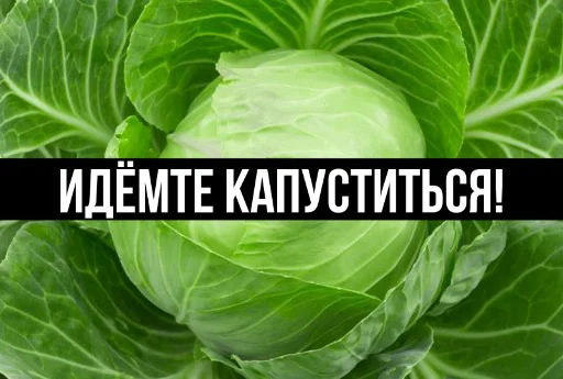 vegetable cabbage wild cabbage