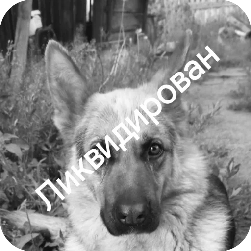 Руниан ликвидирован - 