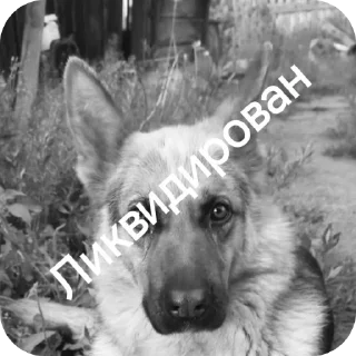 Sticker Руниан ликвидирован - 7