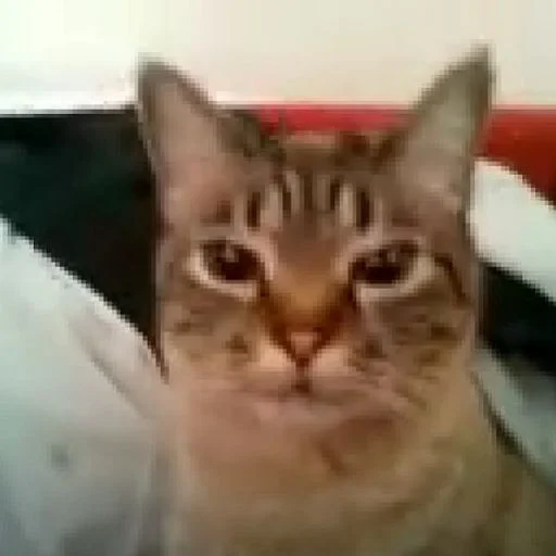 Sticker RusiaPrincessa - 1