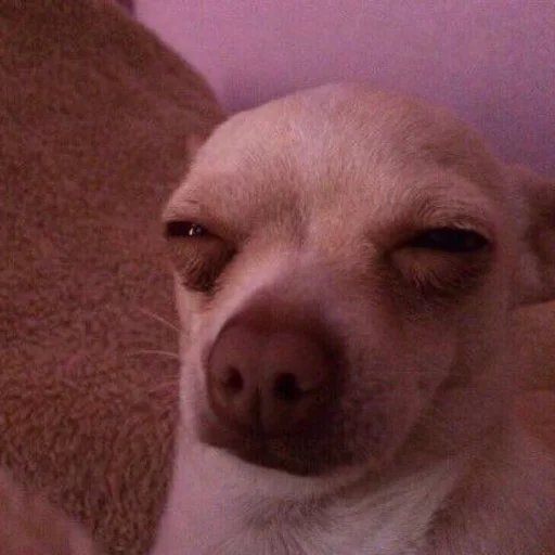 животное млекопитающее домашнее животное