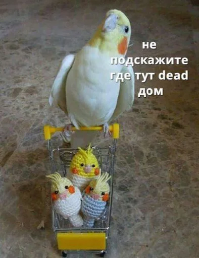 попугай птица животное