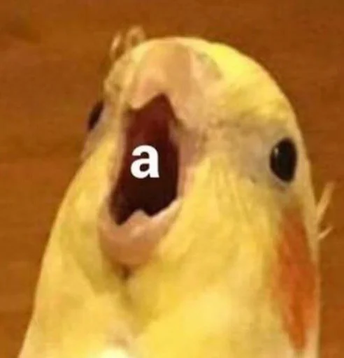 животное попугай птица