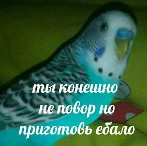 птица животное попугай