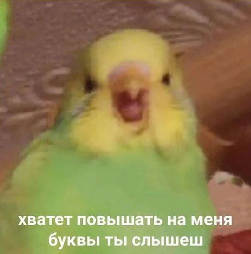 животное птица попугай