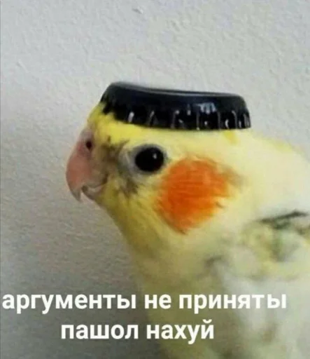 животное птица попугай