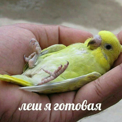 животное птица попугай