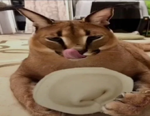 кошка животное Дикая кошка