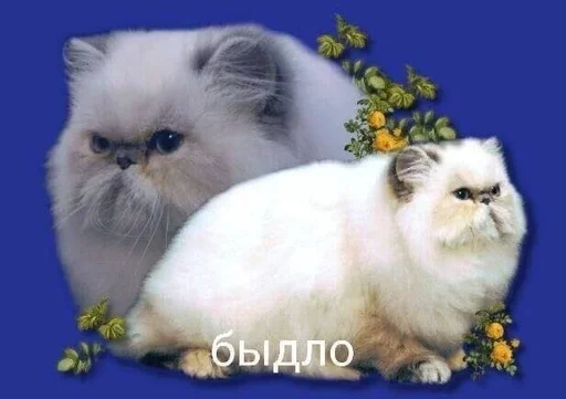 млекопитающее животное кошка