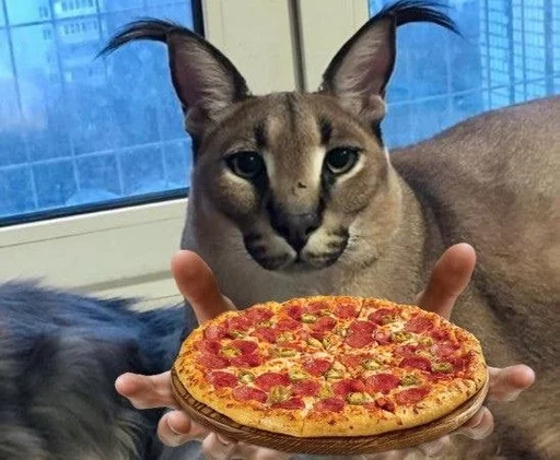 млекопитающее животное усы