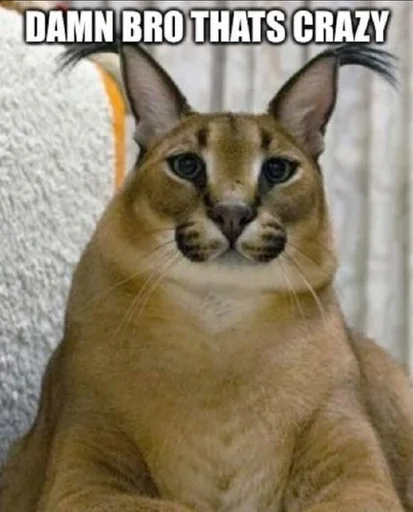 животное кошка млекопитающее