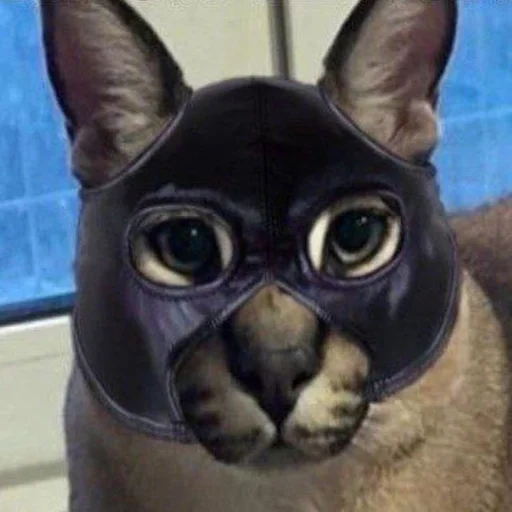 животное млекопитающее кошка