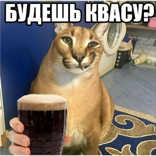 кошка животное млекопитающее