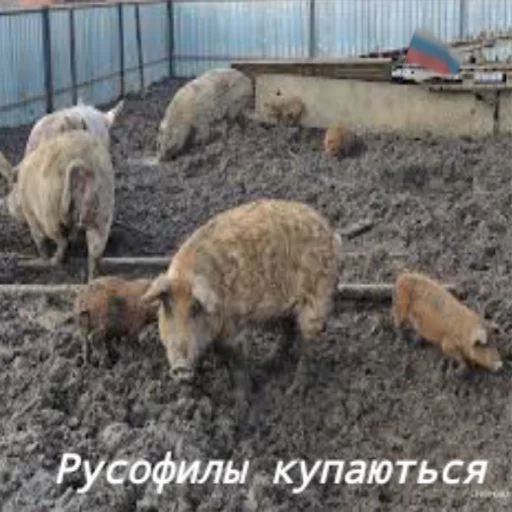 Стикер RussianKatsapinki - 1