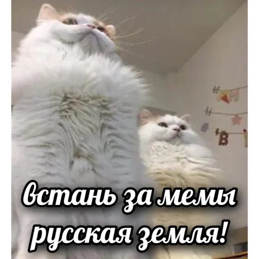 Стикер Russkie_Koty_Z - 1