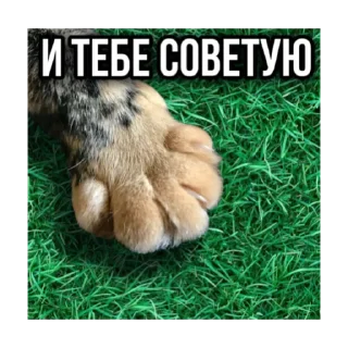 Sticker Первая Кошачья Дивизия @russkie_koti - 9