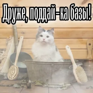 Sticker Первая Кошачья Дивизия @russkie_koti - 11