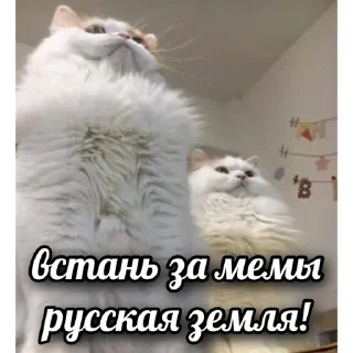Sticker Первая Кошачья Дивизия @russkie_koti - 10