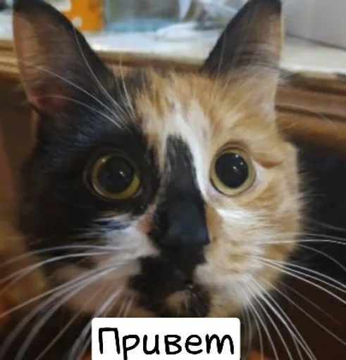 Sticker Artur :: @fStikBot - 1