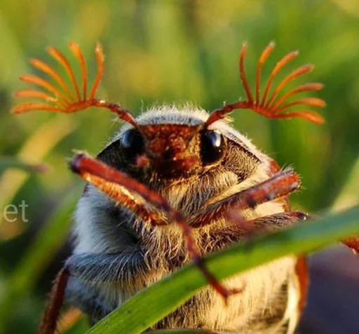 на открытом воздухе членистоногое вредитель