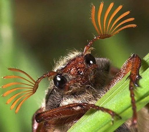 животное насекомое вредитель