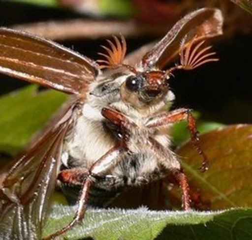 насекомое вредитель животное