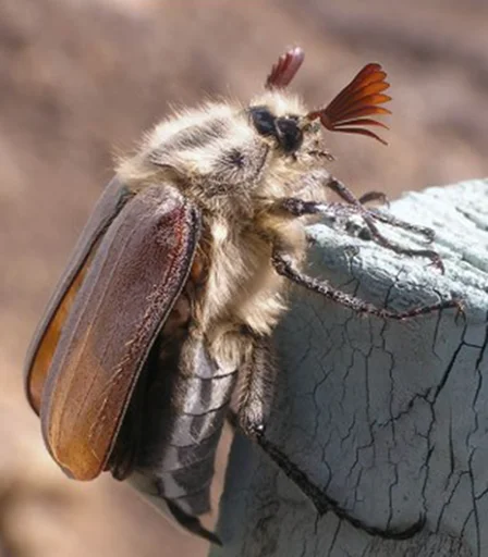 животное вредитель на открытом воздухе