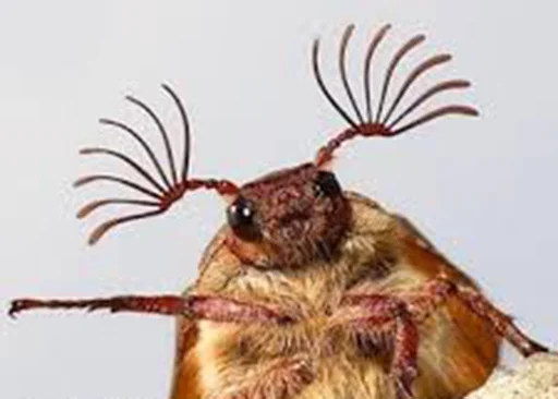 насекомое животное вредитель