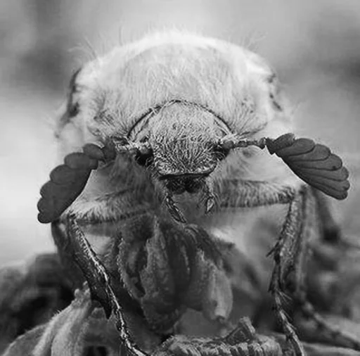 черно-белый членистоногое вредитель