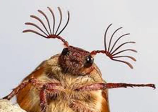 животное насекомое вредитель