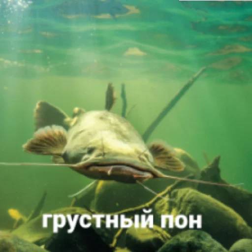 Стикер Ryby_4 - 1