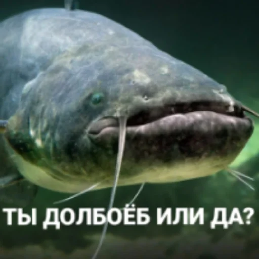 Стикер Ryby_4 - 1