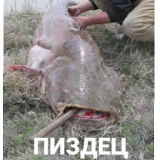 Стикер Рыбы 4 - 9