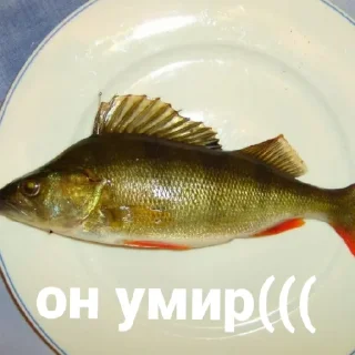 Стикер Рыбы 4 - 11