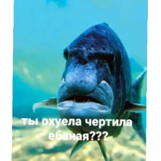 Стикер Рыбы 4 - 6