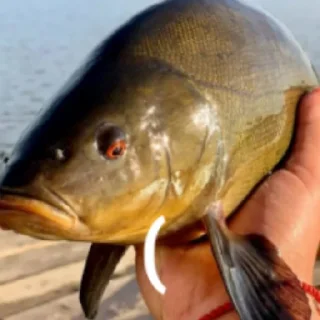 Стикер Рыбы 4 - 3