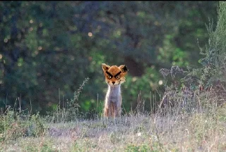 Sticker AdeleMorseTaxidermy - 8