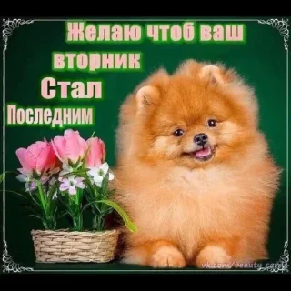 Стикер Больше стикеров 👉🏻 @stickertg4 - 7