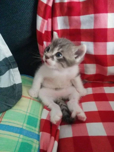 Sticker Memchiki - 6