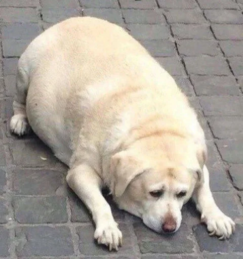 Sticker Memchiki - 5